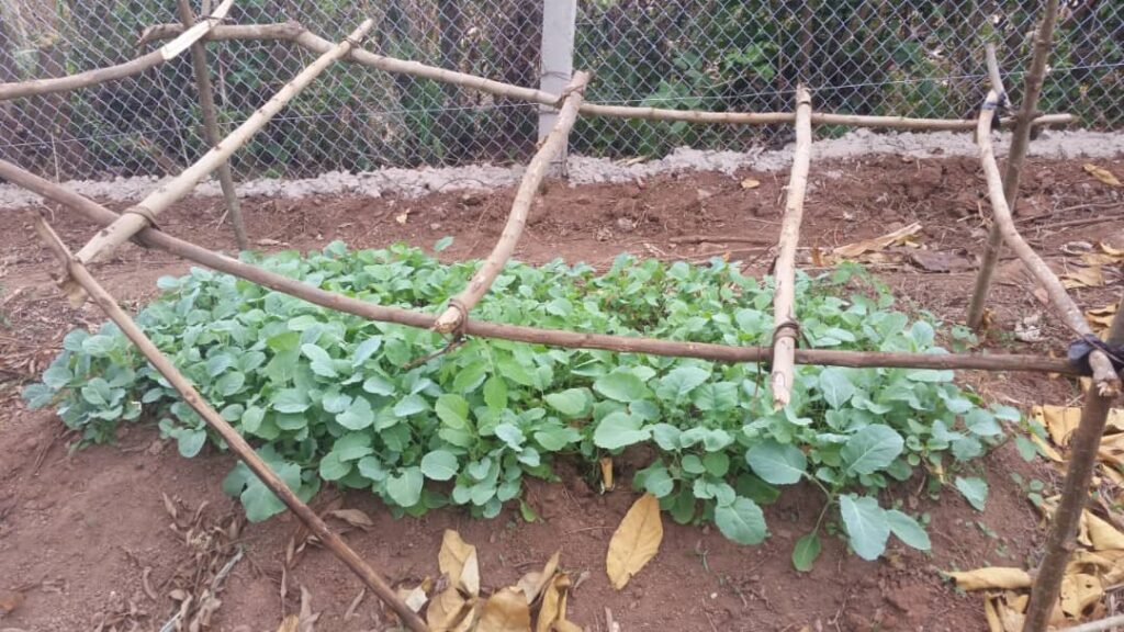A vegetable patch