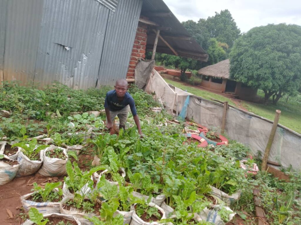 a child surrounded by green crops being grown in sack gardens